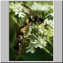 Tenthredo vespa - Blattwespe 01.jpg